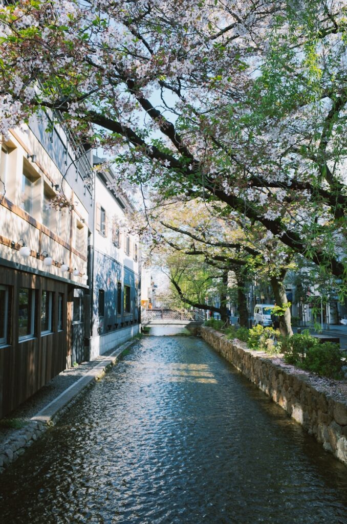 A canal lined with cherry blossom trees and buildings.